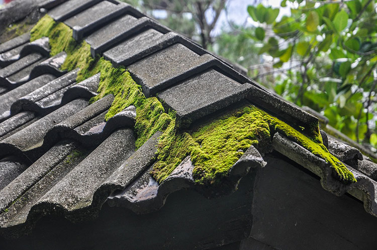 moss growing on the roof