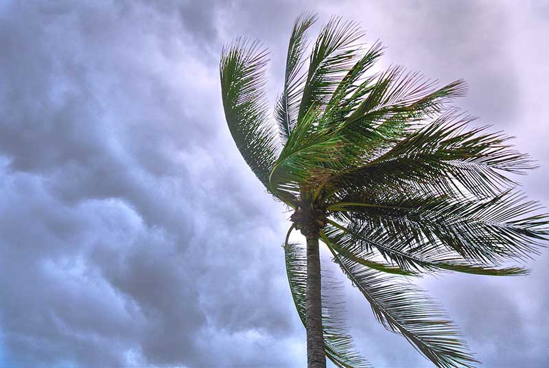 A coconut tree under a weather storm.